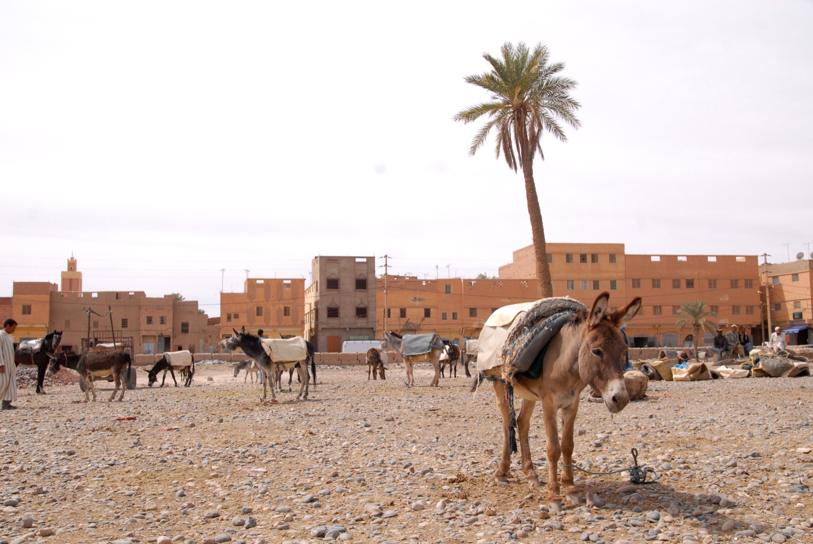 Mercato del martedì di Rissani, ai bordi del Sahara